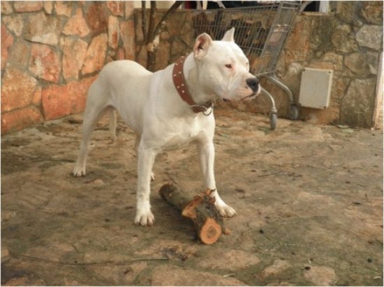 Dogo argentino