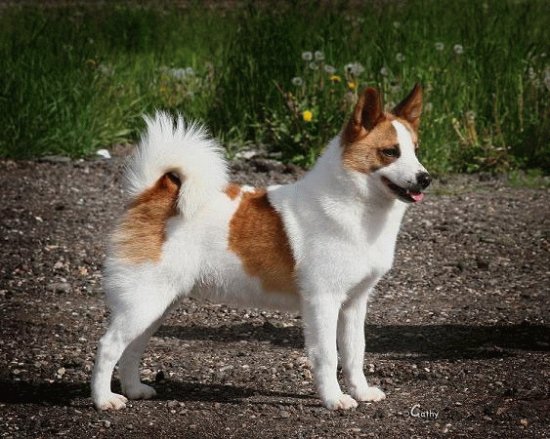Norbottenspets