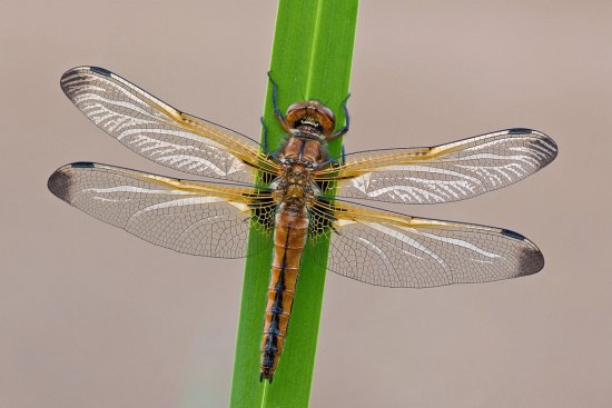 Libellula