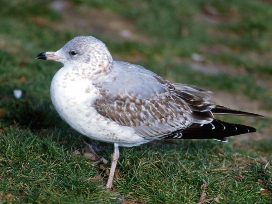 Gavina americana