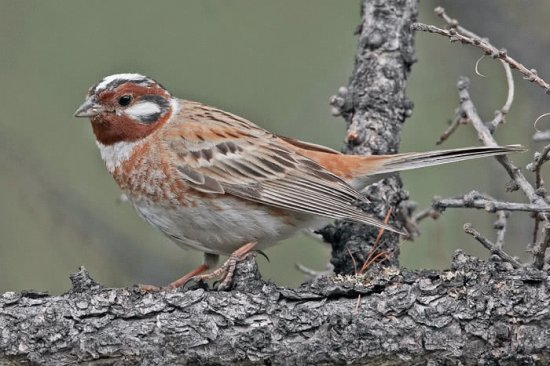Zigolo golarossa