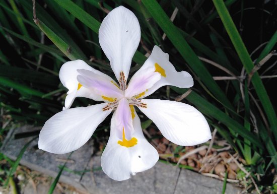 flor de jardim morÃ©ia