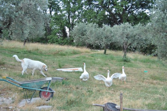 campagna laziale