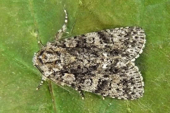 Acronicta rumicis