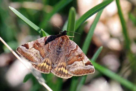 Euclidia gliphica