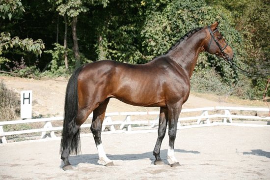 Oldemburghese