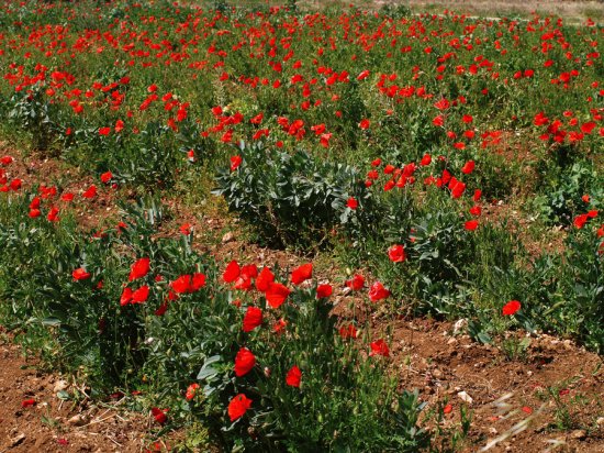 mohn