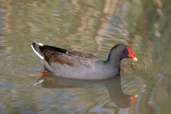 Gallinula telebrosa