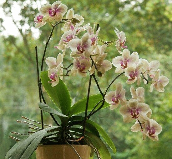 Orchid