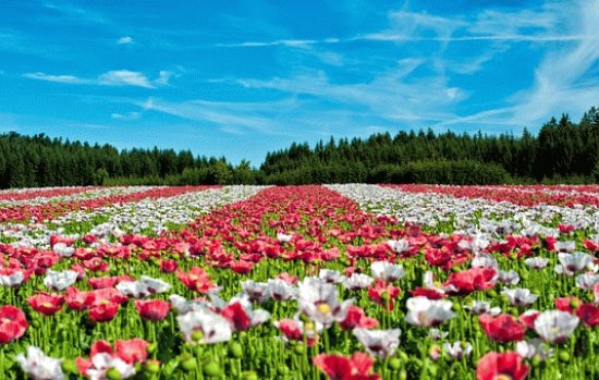 tapete de flores