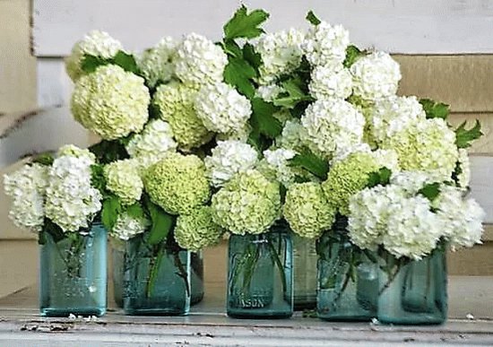 flores