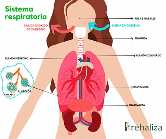 cuerpo humano