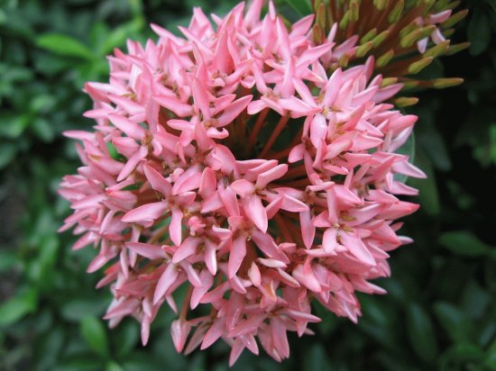 Ixora
