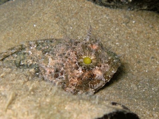 Scorfano nero