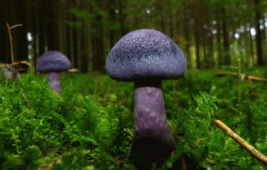 Nature