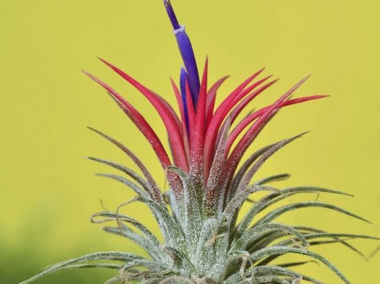 Tillandsia