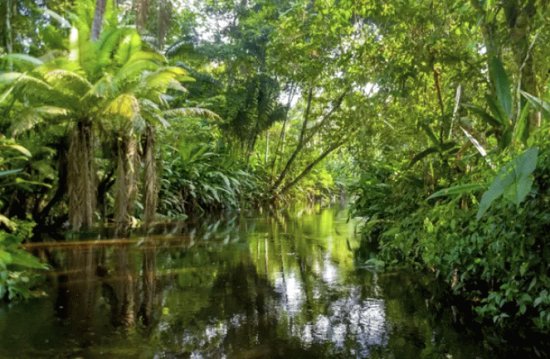 Selva AmazÃ´nica