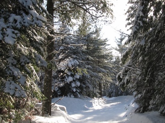 Lots of beautiful trails!
