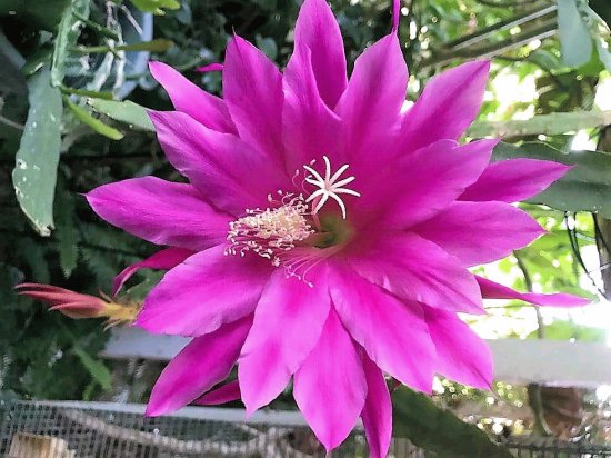 flores