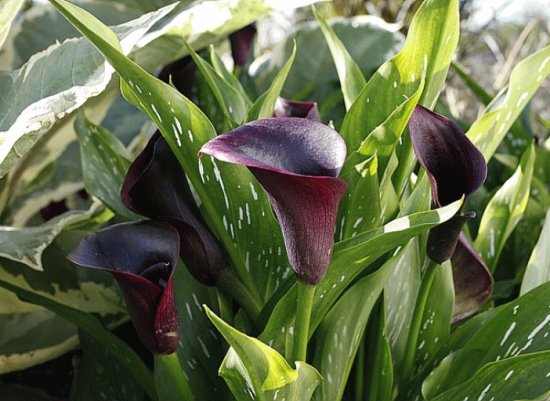 Arum