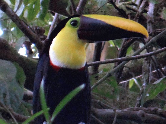 Tucano becconero
