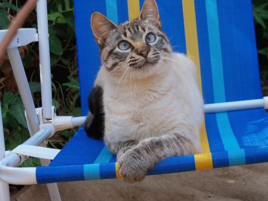 gato