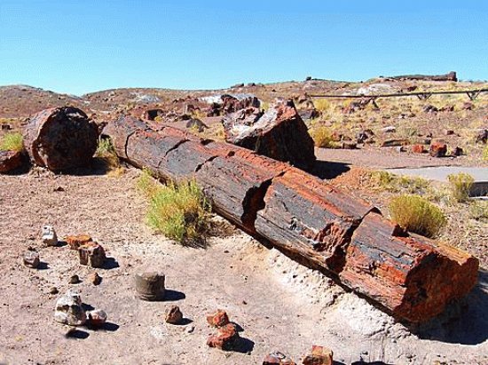 Petrified Forest MP - petrified log