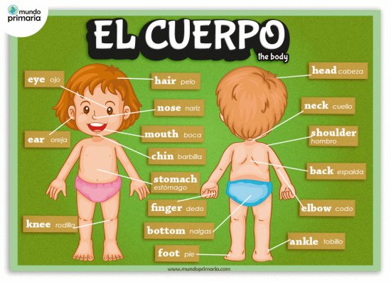 ANATOMIA - ANATOMY