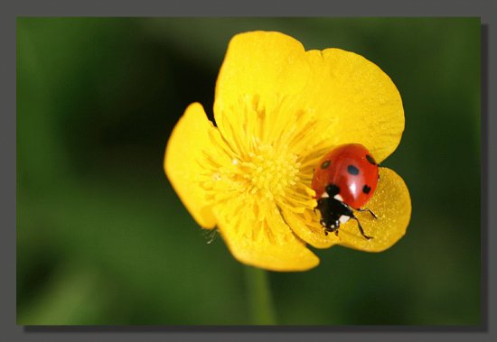 Bouton d 'or