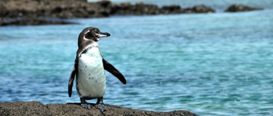 Pinguino delle galapos