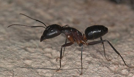 Camponotus barbaricus