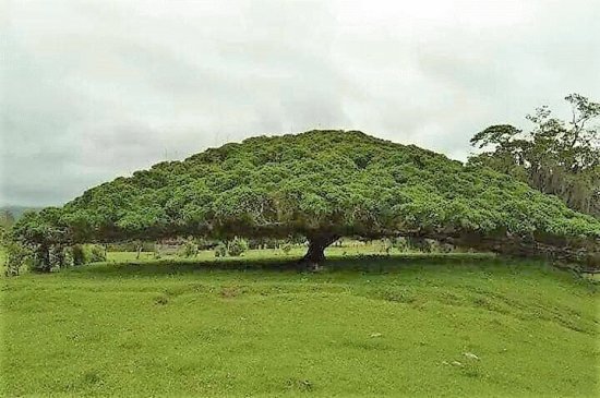 natural