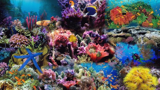 Sea World