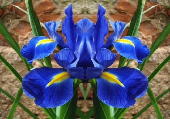 flor