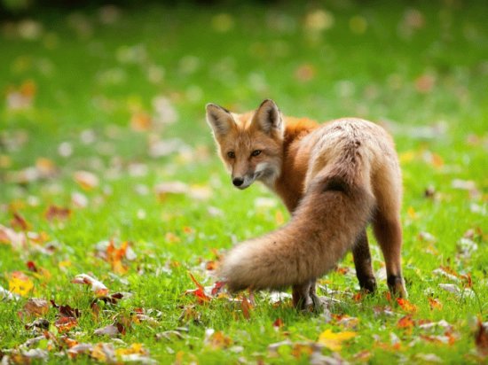 ANIMALES