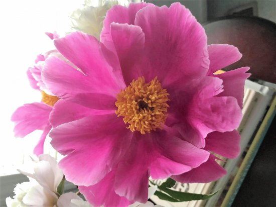 flores