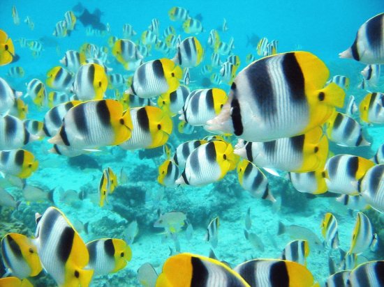 Ocean Life