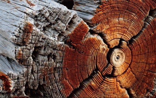 ForÃªt