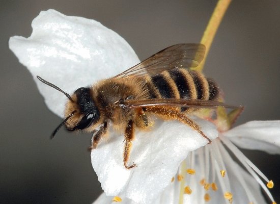 Andrena flavipes