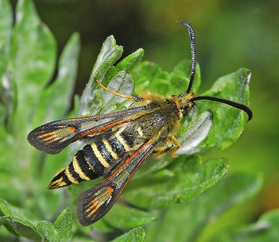 Bembecia ichneumoniformis