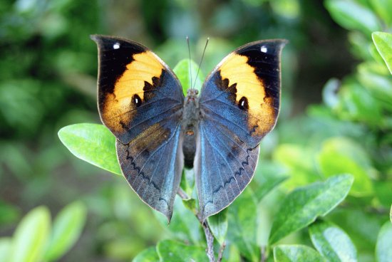 Kallima inachs