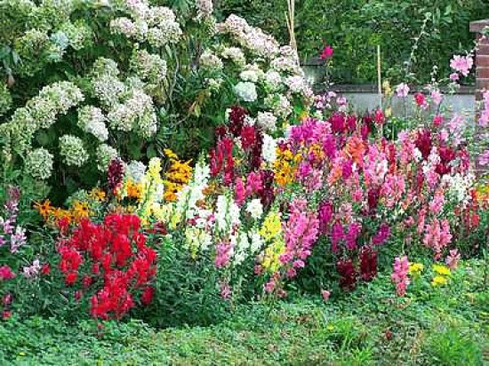 Flower Border