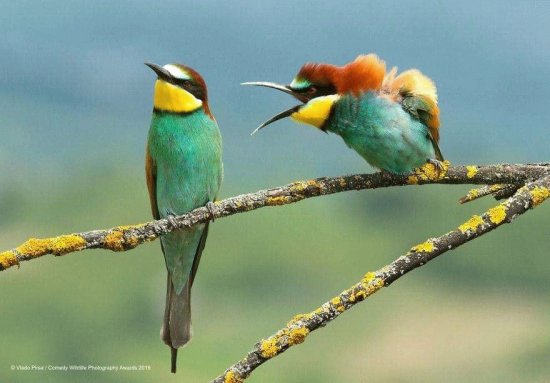 aves