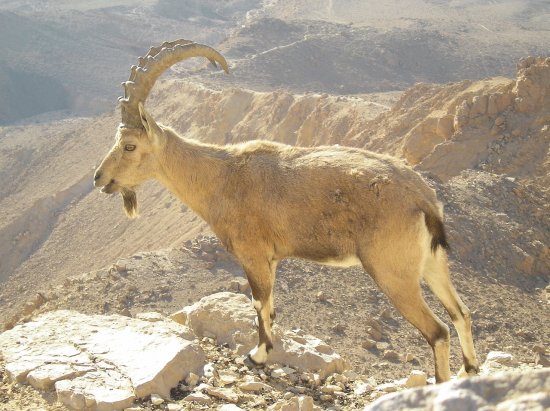 Nubian