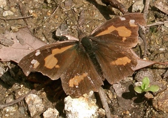Libythea lepita