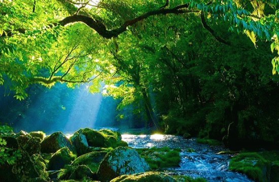 Nature