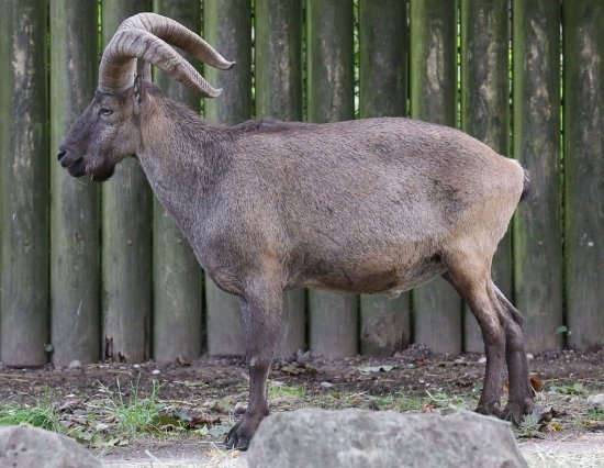 Caucasica