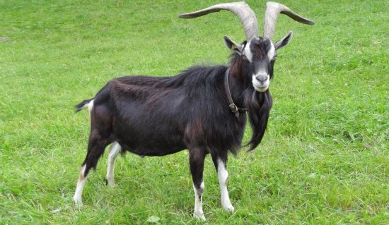 Striata grigionese