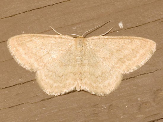 Scopula limpoundata