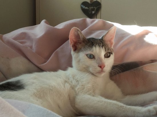 Bowie the cat